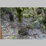 Pademelons outside our Hut at Cradle Mountain.jpg